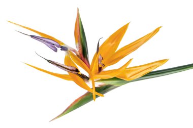 Strelitzia reginae çiçeği, cennet kuşu çiçeği, beyaz arka planda izole tropikal çiçek, kırpma yolu ile