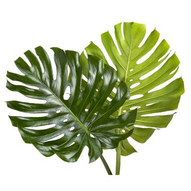 Monstera deliciosa yaprak veya İsviçre peynir bitkisi, Tropikal yaprakları beyaz arka plan üzerinde izole, kırpma yolu ile