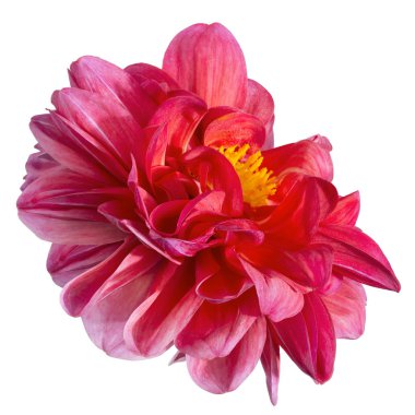 Dahlia çiçek, sarı polen beyaz arka plan izole ile Pembe dahlia çiçek, kırpma yolu ile