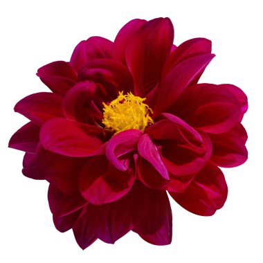 Dahlia çiçeği, kırmızı yıldız çiçeği sarı polen ile izole edilmiş beyaz arka planda, kırpma yolu ile   