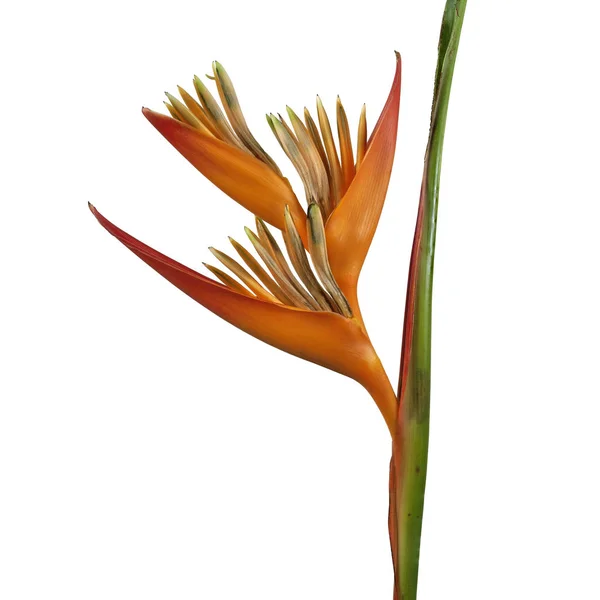 Heliconia Psittacorum Bloem Tropische Oranje Bloem Geïsoleerd Witte Achtergrond Met — Stockfoto