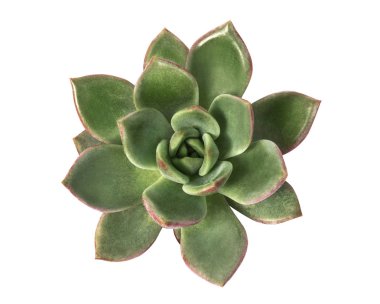 Echeveria apus, Echeveria kaktüsü, Üst Manzara, kırpma yolu ile beyaz arkaplanda izole