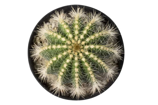 Cactus Globe Cactus Con Pentola Nera Vista Dall Alto Isolato — Foto Stock