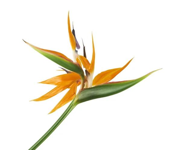 Strelitzia reginae çiçeği, cennet kuşu çiçeği, beyaz arka planda izole tropikal çiçek, kırpma yolu ile                           