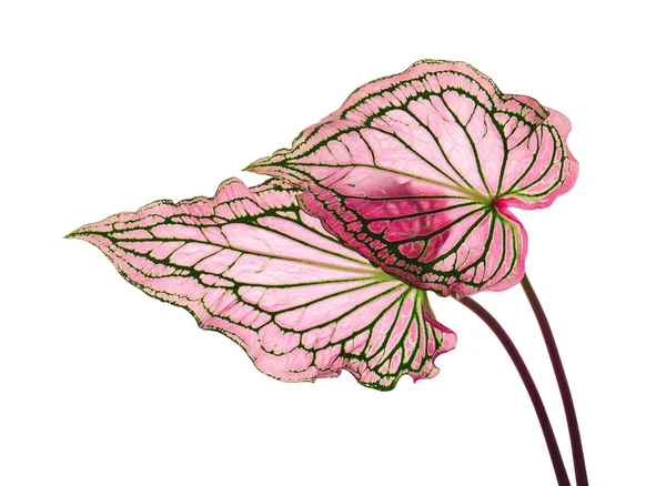 Pembe yapraklı ve yeşil damarlı Caladium bicolor (Florida tatlım), beyaz arka planda izole edilmiş pembe Caladium yaprağı, kırpma yolu ile 