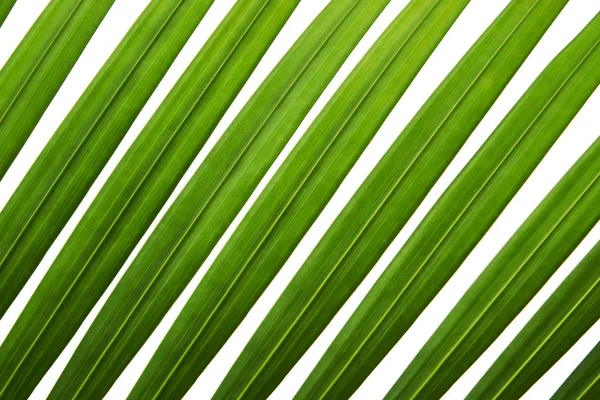 Yellow palm leaves, Golden cane palm, Areca palm leaves, Tropical foliage isolated on white background with clipping path