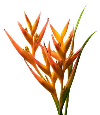 Heliconia psittacorum çiçeği, beyaz arka planda izole edilmiş tropikal portakal çiçeği, kırpma yolu ile   