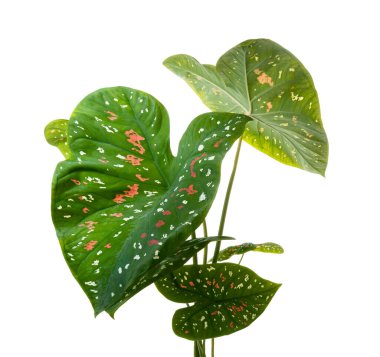 Caladium bicolor yaprakları, beyaz arkaplanda izole edilmiş Caladium yaprakları, kırpma yolu ile 