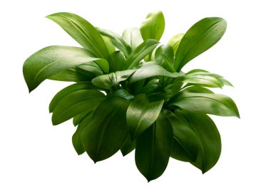 Öktrosia bicolor yaprakları, kırpma yolu ile beyaz arkaplanda izole yeşil çalılar