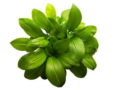 Öktrosia bicolor yaprakları, kırpma yolu ile beyaz arkaplanda izole yeşil çalılar