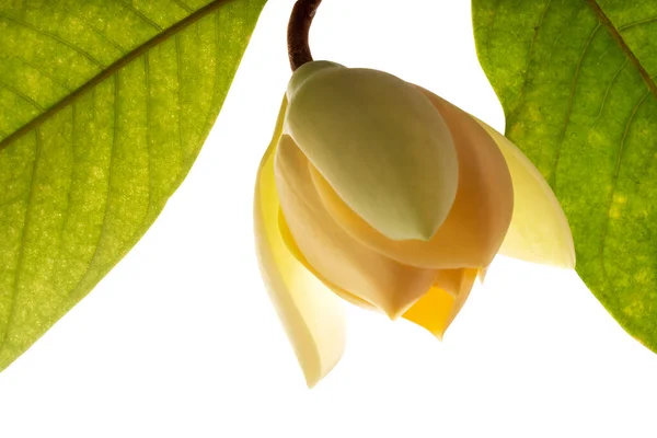 Magnolia Liliifera Flor Con Hojas Huevo Magnolia Flor Aislada Sobre — Foto de Stock