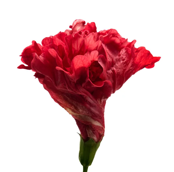 Kwiat Hibiskusa Tropikalny Czerwony Kwiat Odizolowany Białym Tle Ścieżką Wycinania — Zdjęcie stockowe