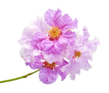 Banaba çiçeği, Tropikal çiçekler, mor çiçekler beyaz arka planda izole edilmiş, kırpma yolu ile  