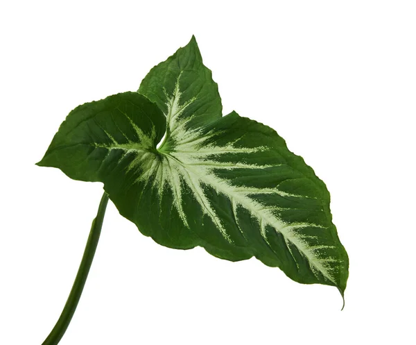 Caladium Bicolor Mit Grünem Blatt Und Weißen Adern Caladium Lindenii — Stockfoto