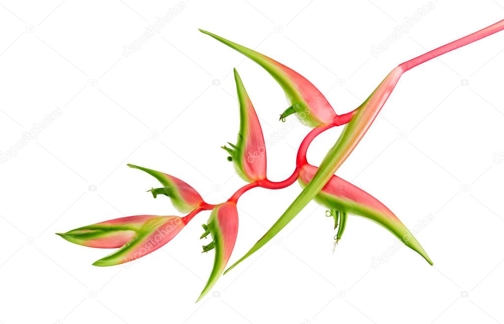 Heliconia chartacea flower, Tropical flowers isolated on white background, with clipping path   Heliconia chartacea flower, Tropical flowers isolated on white background, with clipping path   