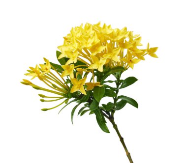 Ixora coccinea çiçeği, sarı ixora beyaz arka planda izole edilmiş, kırpma yolu ile