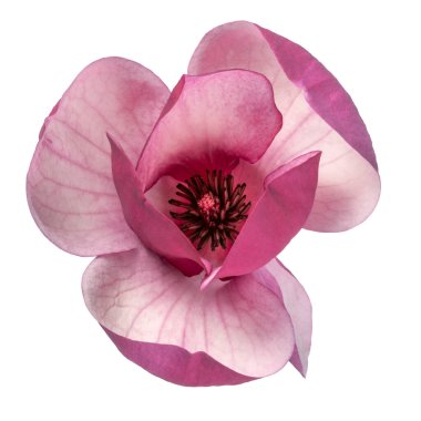 Mor manolya çiçeği, beyaz arka planda izole edilmiş Magnolia Felix, kırpma yolu ile   