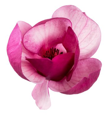 Purple magnolia flower, Magnolia felix isolated on white background, with clipping path    clipart