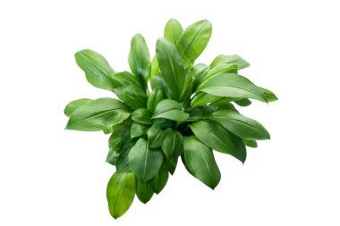 Öktrosia bicolor yaprakları, kırpma yolu ile beyaz arkaplanda izole yeşil çalılar