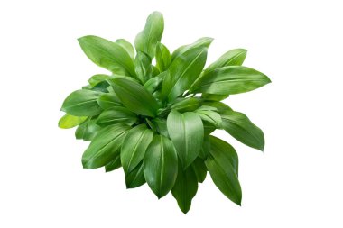 Öktrosia bicolor yaprakları, kırpma yolu ile beyaz arkaplanda izole yeşil çalılar