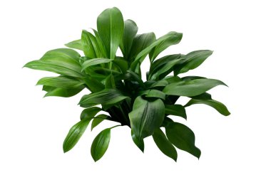 Öktrosia bicolor yaprakları, kırpma yolu ile beyaz arkaplanda izole yeşil çalılar