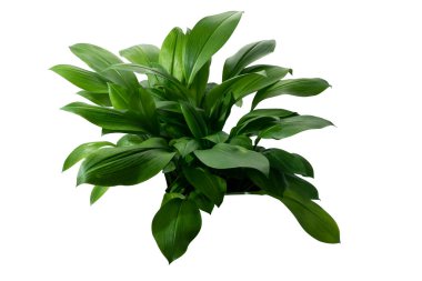 Öktrosia bicolor yaprakları, kırpma yolu ile beyaz arkaplanda izole yeşil çalılar