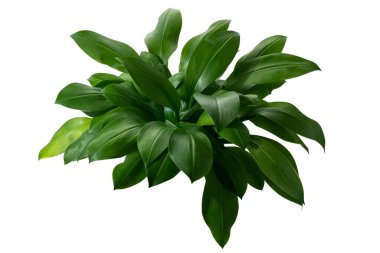 Öktrosia bicolor yaprakları, kırpma yolu ile beyaz arkaplanda izole yeşil çalılar