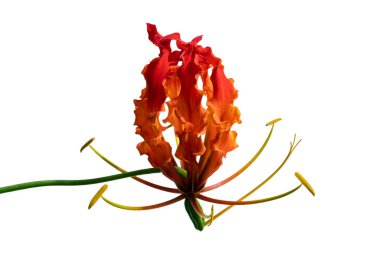 Alevli zambak, Ateş Zambağı, Gloriosa süper çiçeği beyaz arka planda izole edilmiş, kırpma yolu ile