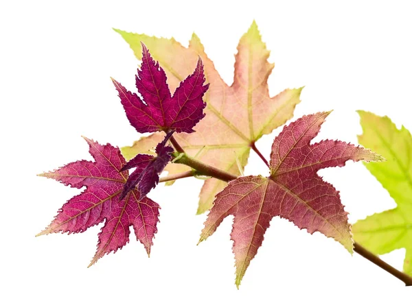 Acer Foliage Green Maple Leaves Isolated White Background Clipping Path — Stock Photo, Image