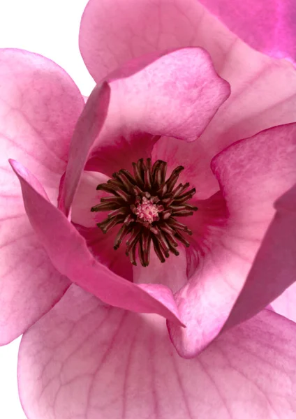 Flor Magnolia Púrpura Magnolia Felix Aislada Sobre Fondo Blanco Con — Foto de Stock