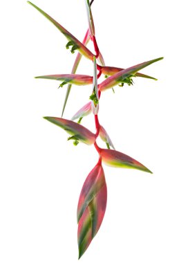 Heliconia chartacea çiçeği, tropikal çiçekler beyaz arka planda izole edilmiş, kırpma yolu ile 