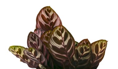 Calathea makoyana yaprakları, Tavuskuşu bitkisi ya da katedral pencereleri, egzotik tropikal çalılar, kırpma yolu olan beyaz arka planda izole edilmiş. 