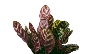 Calathea makoyana yaprakları, Tavuskuşu bitkisi ya da katedral pencereleri, egzotik tropikal çalılar, kırpma yolu olan beyaz arka planda izole edilmiş. 