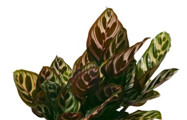 Calathea makoyana yaprakları, Tavuskuşu bitkisi ya da katedral pencereleri, egzotik tropikal çalılar, kırpma yolu olan beyaz arka planda izole edilmiş. 