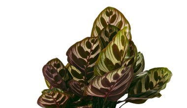 Calathea makoyana yaprakları, Tavuskuşu bitkisi ya da katedral pencereleri, egzotik tropikal çalılar, kırpma yolu olan beyaz arka planda izole edilmiş. 