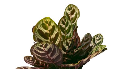 Calathea makoyana yaprakları, Tavuskuşu bitkisi ya da katedral pencereleri, egzotik tropikal çalılar, kırpma yolu olan beyaz arka planda izole edilmiş. 