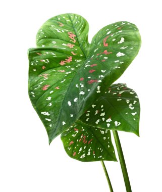 Caladium bicolor yaprakları, beyaz arkaplanda izole edilmiş Caladium yaprakları, kırpma yolu ile 