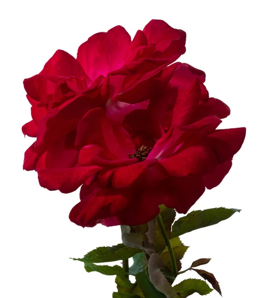 Red rose with leaves, Blooming rose isolated on white background, with clipping path