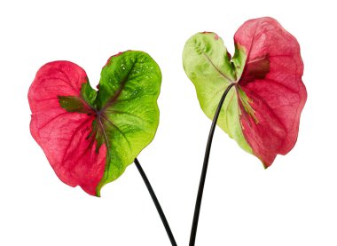 Caladium bicolor yaprağı ya da Yaprak Bitkileri Kraliçesi, beyaz arka planda izole edilmiş iki renkli yaprak, kırpma yolu                                  