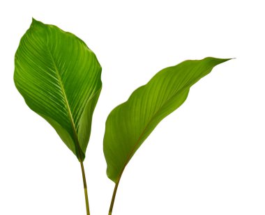 Calathea yaprağı, egzotik tropikal yaprak, büyük yeşil yaprak, kesme yolu ile beyaz arka planda izole