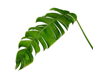 Heliconia chartacea yaprakları, tropikal yaprak, cennet kuşu yaprakları beyaz arka planda izole edilmiş, kırpma yolu ile                               