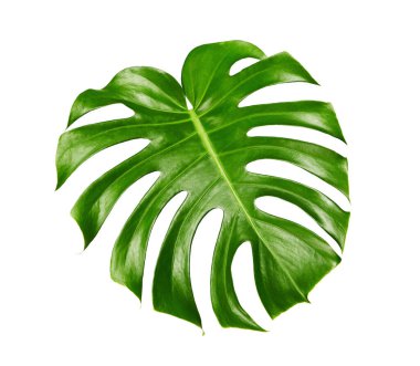Monstera deliciosa yaprağı veya İsviçre peynir bitkisi, beyaz arka planda izole edilmiş, kırpma yolu ile