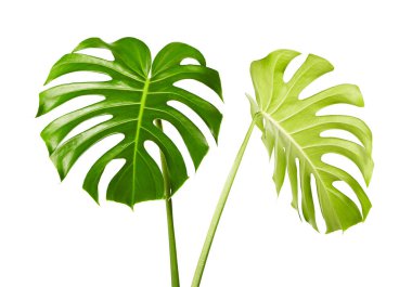 Monstera deliciosa yaprağı veya İsviçre peynir bitkisi, beyaz arka planda izole edilmiş, kırpma yolu ile