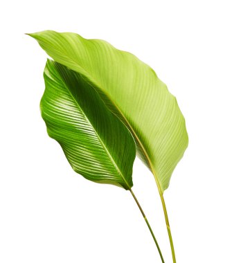 Calathea yaprağı, egzotik tropikal yaprak, büyük yeşil yaprak, kesme yolu ile beyaz arka planda izole