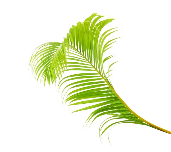 Жовте Пальмове Листя Або Золота Тростина Пальми Листя Ареки Тропічне — стокове фото
