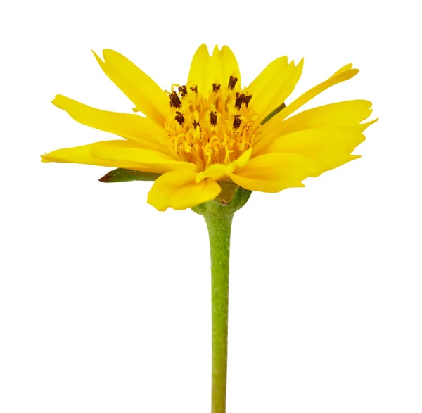 Singapore Daisy Flower Yellow Flower Isolated White Background Clipping Path — Stock Photo, Image