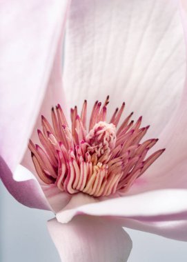 Magnolia liiflora çiçeği, gri arka planda Lily manolya çiçeği, mor manolya çiçeği.