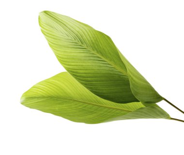 Calathea yaprağı, egzotik tropikal yaprak, büyük yeşil yaprak, kesme yolu ile beyaz arka planda izole