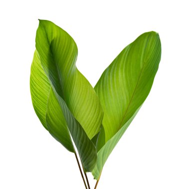 Calathea yaprağı, egzotik tropikal yaprak, büyük yeşil yaprak, kesme yolu ile beyaz arka planda izole