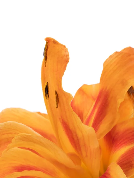 Orange Daglilja Orange Blomma Isolerad Vit Bakgrund Med Klippning Väg — Stockfoto